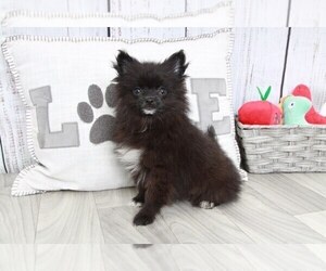 Pomeranian Puppy for sale in MARIETTA, GA, USA