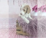 Small Photo #118 Aussie-Poo-Goldendoodle Mix Puppy For Sale in COMMERCE, MI, USA