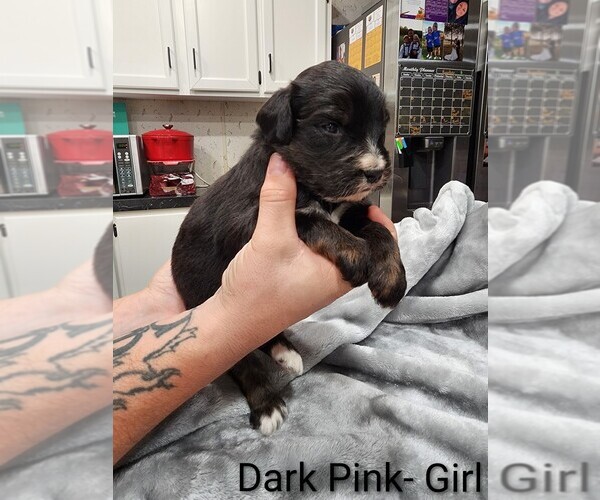 Medium Photo #16 Aussiedoodle Puppy For Sale in BOONEVILLE, AR, USA