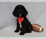 Small Photo #4 Cockapoo Puppy For Sale in MILLERSBURG, OH, USA