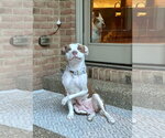 Small #18 American Pit Bull Terrier Mix