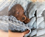Small Photo #10 Goldendoodle Puppy For Sale in ABILENE, TX, USA