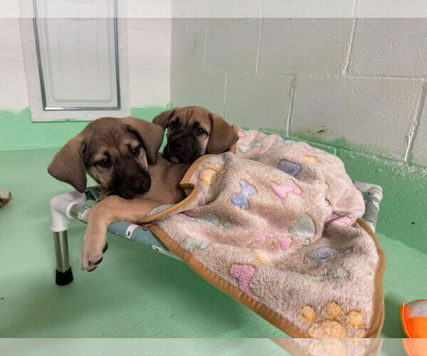Medium Photo #14 Anatolian Shepherd-Rhodesian Ridgeback Mix Puppy For Sale in Higley, AZ, USA