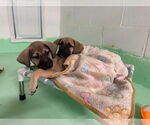Small #13 Anatolian Shepherd-Rhodesian Ridgeback Mix