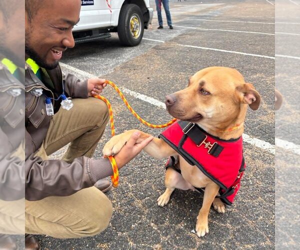 Medium Photo #3 Mutt Puppy For Sale in Rowlett, TX, USA