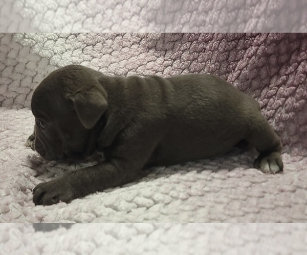 Medium Photo #3 Olde English Bulldogge Puppy For Sale in ATHOL, ID, USA