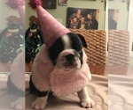 Small Photo #11 English Bulldog Puppy For Sale in STUART, FL, USA