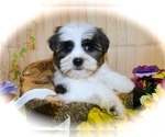 Small Photo #1 Shorkie Tzu Puppy For Sale in HAMMOND, IN, USA