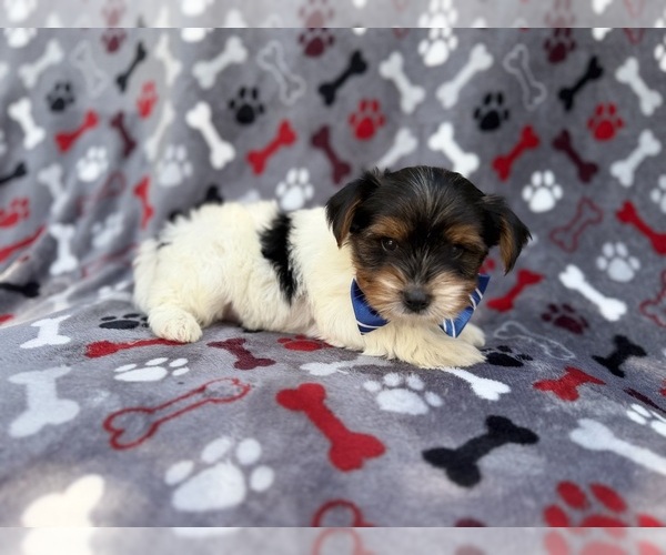Medium Photo #8 Yorkshire Terrier Puppy For Sale in LAKELAND, FL, USA