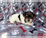 Small #7 Yorkshire Terrier