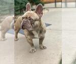 Small #4 French Bulldog