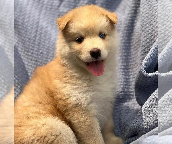 Medium Photo #3 Siberian Husky-Unknown Mix Puppy For Sale in San Diego, CA, USA