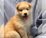 Small #2 Siberian Husky Mix