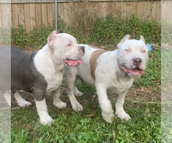 Medium Photo #7 American Bully Puppy For Sale in JACKSONVILLE, FL, USA