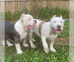 Small Photo #7 American Bully Puppy For Sale in JACKSONVILLE, FL, USA