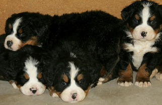 Bernese Mountain Dog Puppy for sale in FRESNO, OH, USA