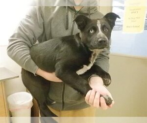 Australian Cattle Dog-Border Collie Mix Dogs for adoption in Oroville, CA, USA