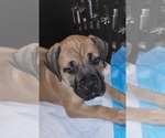 Puppy Luna Boerboel