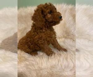 Goldendoodle-Poodle (Miniature) Mix Puppy for sale in INDIANAPOLIS, IN, USA