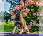 Small Photo #3 German Shepherd Dog Puppy For Sale in MUNNSVILLE, NY, USA