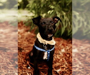 Buddy - Male Mutt Dog for Adoption - Photo #25