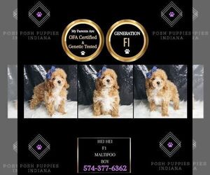 Maltipoo Puppy for sale in WARSAW, IN, USA