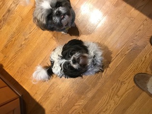 Mother of the Shih Tzu puppies born on 11/20/2017