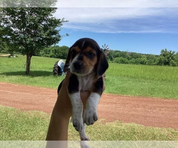 Medium Photo #27 Beagle Puppy For Sale in COLDSPRING, TX, USA