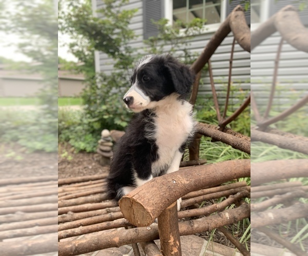Medium Photo #8 Bordoodle Puppy For Sale in CRESTON, OH, USA