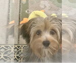 Small #3 Shih Tzu Mix