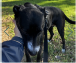 Small #1 Mutt