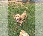 Small #11 Poodle (Standard)