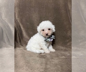 Cavapoo Puppy for sale in JEFFERSONVILLE, IN, USA