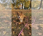 Small #11 Pembroke Welsh Corgi