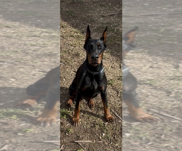 Medium Photo #5 Doberman Pinscher Puppy For Sale in HOMESTEAD, FL, USA