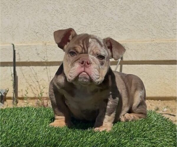 Medium Photo #1 English Bulldog Puppy For Sale in RANCHO SANTA FE, CA, USA