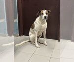 BANANA - Female Boxer-Unknown Mix Dog for Adoption - Small photo