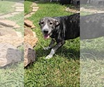 Small #1 Great Pyrenees Mix
