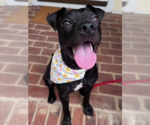 Small #7 American Pit Bull Terrier Mix
