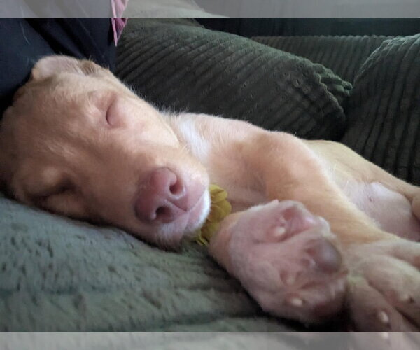Medium Photo #3 Mutt Puppy For Sale in Duluth, MN, USA