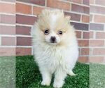 Small #4 Pomeranian