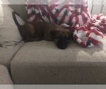 Small #3 Belgian Malinois