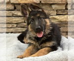 Small Photo #29 German Shepherd Dog Puppy For Sale in LENOIR, NC, USA