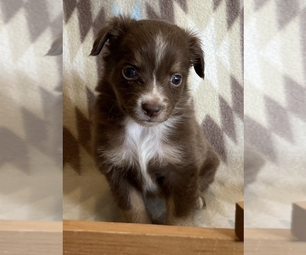 Medium Photo #4 Miniature Australian Shepherd Puppy For Sale in FORT MORGAN, CO, USA