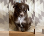 Small #3 Miniature Australian Shepherd