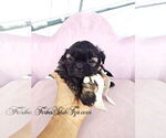 Small #4 Shih Tzu