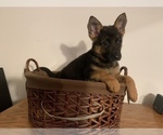 Small Photo #1 German Shepherd Dog Puppy For Sale in BEDFORD, IN, USA