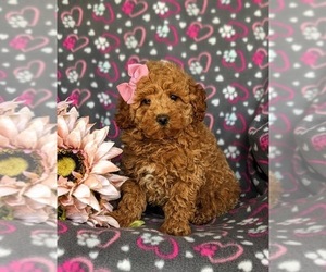 Poodle (Miniature) Puppy for sale in NEW HOLLAND, PA, USA