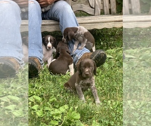 German Shorthaired Pointer Puppy for sale in TIVERTON, RI, USA