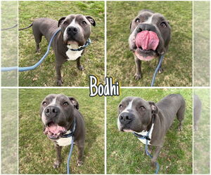 American Staffordshire Terrier Dogs for adoption in Pierceton , IN, USA